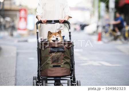 ペットカートに乗って散歩する犬 104962323