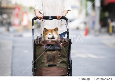 ペットカートに乗って散歩する犬 ペットカートに乗って散歩する犬 104962324