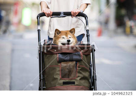 ペットカートに乗って散歩する犬 ペットカートに乗って散歩する犬 104962325