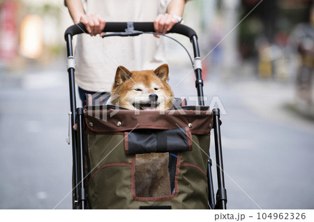 ペットカートに乗って散歩する犬 ペットカートに乗って散歩する犬 104962326