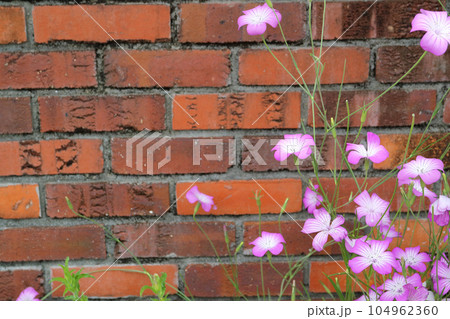 アグロステンマの赤い花とアンティークレンガ 104962360