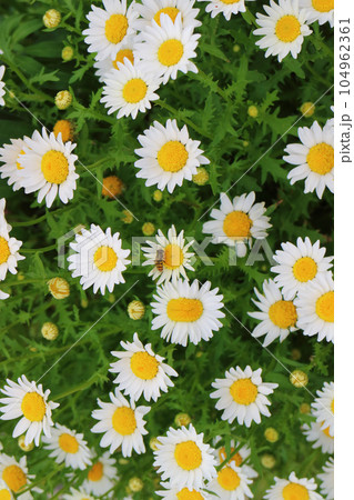 ハナアブとノースポールの花 ハナアブとノースポールの花 104962361