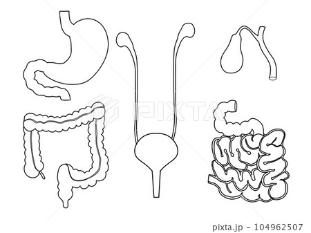 人間の5つの中腔性臓器の線画 104962507