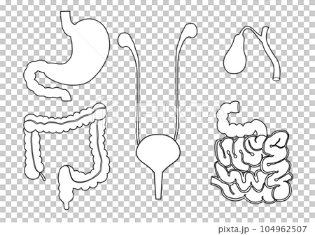 人體五個空心器官線描圖 104962507