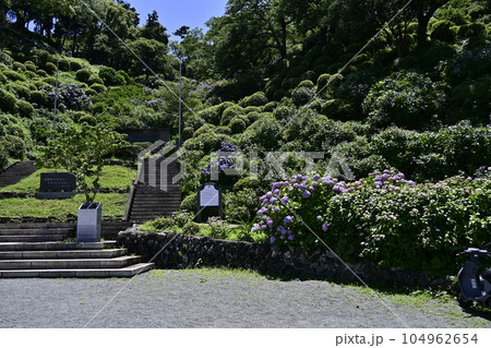 太陽に輝くアジサイ（下田公園あじさい祭り） 104962654