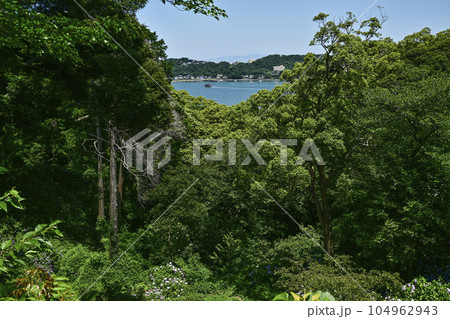 あじさい咲く下田公園より下田港を航行する遊覧船を望む あじさい咲く下田公園より下田港を航行する遊覧船を望む 104962943