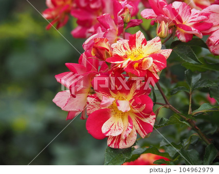 バラ（きらり） 104962979