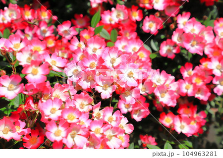 満開のミニバラ 104963281