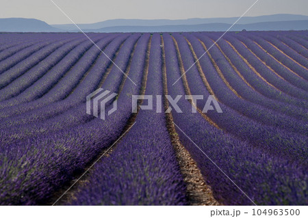 Provence, Lavender field at sunset, Valensole Plateau Provence France, blooming lavender fields 104963500