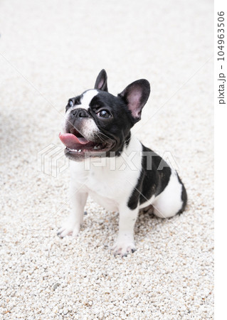 白い石の庭と白黒のフレンチブル 104963506