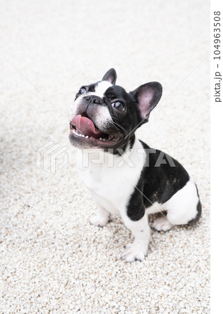 白い石の庭と白黒のフレンチブルのバストアップ 白い石の庭と白黒のフレンチブルのバストアップ 104963508