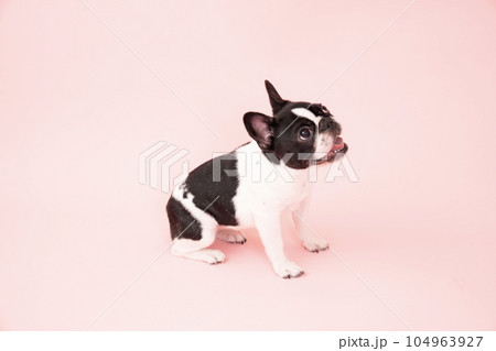 ピンクバックで見上げる仔犬のフレンチブルのピピちゃん 104963927