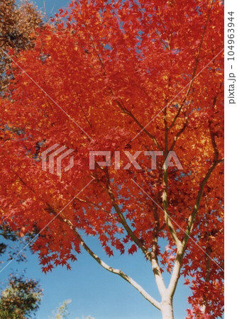 志駒川渓谷の紅葉② 104963944
