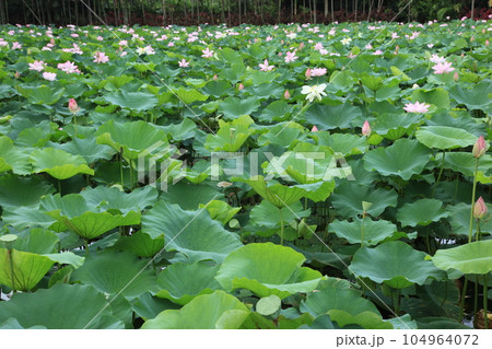 蓮の花 沖縄県東南植物楽園 蓮の花 沖縄県東南植物楽園 104964072
