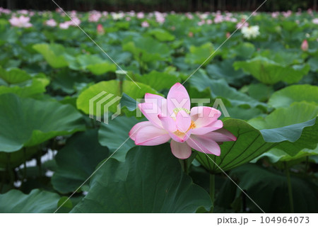 蓮の花 沖縄県東南植物楽園 蓮の花 沖縄県東南植物楽園 104964073