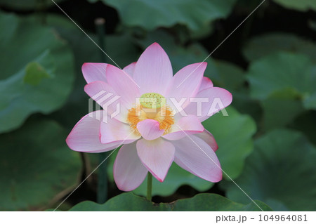 蓮の花 沖縄県東南植物楽園 蓮の花 沖縄県東南植物楽園 104964081