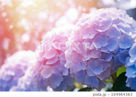 紫色の紫陽花と輝く日差し 紫色の紫陽花と輝く日差し 104964363
