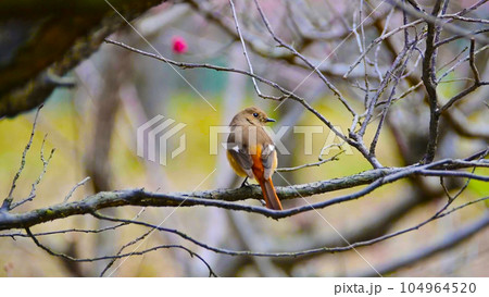 可愛い ジョウビタキの メス 104964520