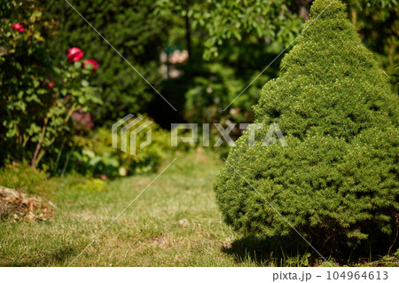 garden in home backyard, landscaping with fir tree garden in home backyard, landscaping with fir tree 104964613