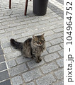 A fluffy cat is sitting on the ground 104964752