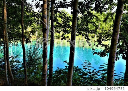 七月初旬に訪れる北海道美瑛の森に佇む神秘の池、白金青い池、そのブルーの水に吸い込まれそうな青 104964783