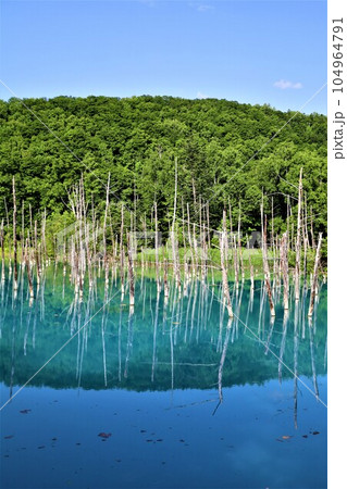 七月初旬に訪れる北海道美瑛の森に佇む神秘の池、白金青い池、そのブルーの水に吸い込まれそうな青 七月初旬に訪れる北海道美瑛の森に佇む神秘の池、白金青い池、そのブルーの水に吸い込まれそうな青 104964791