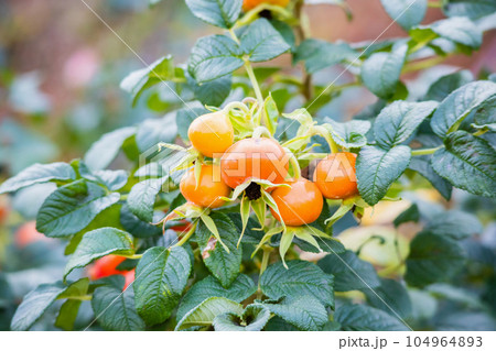 Wild rose hip in organic garden Wild rose hip in organic garden 104964893
