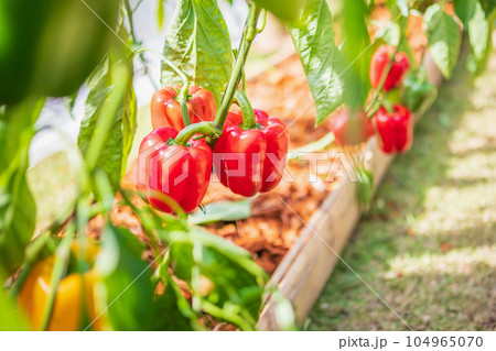 Red bell pepper plant growing in organic garden Red bell pepper plant growing in organic garden 104965070
