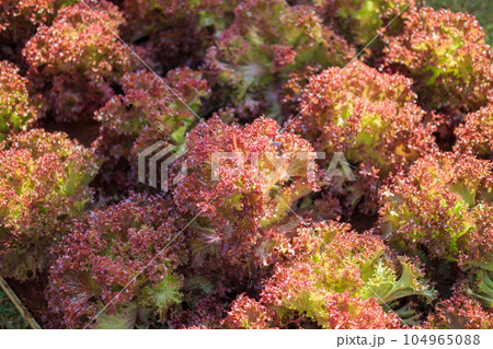 Fresh Lollo Rossa red leaves lettuce salad plant in organic farm Fresh Lollo Rossa red leaves lettuce salad plant in organic farm 104965088