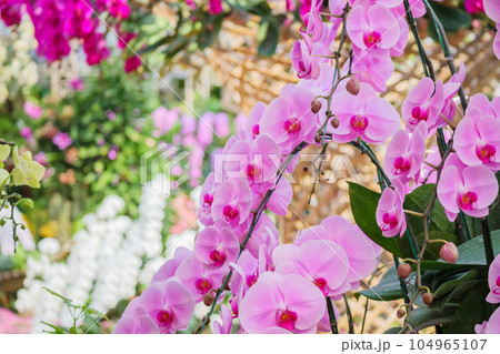Beautiful Phalaenopsis Orchid flower blooming in garden floral background 104965107