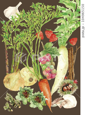水彩で描いた色々な野菜のイラスト 背景色あり 104965150