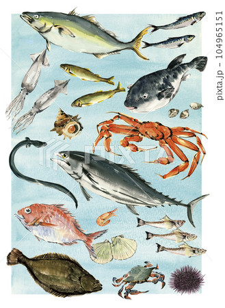 水彩で描いた色々な海鮮のイラスト  水彩で描いた色々な海鮮のイラスト  104965151