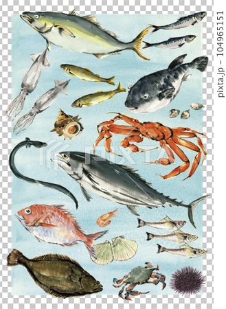 Various seafood illustrations drawn by watercolor 104965151