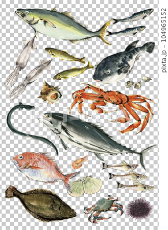 Illustrations of various seafood drawn by watercolor White back Transparent background 104965152