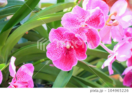Beautiful vanda orchid flower blooming in garden floral background 104965226