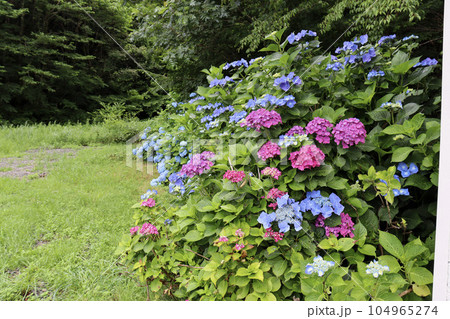 初夏に咲く色鮮やかな満開の紫陽花 初夏に咲く色鮮やかな満開の紫陽花 104965274