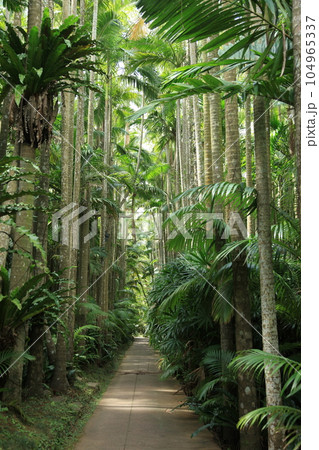 亜熱帯の動植物　沖縄県 104965337