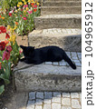 A black cat is laying down on the ground with tulip flower 104965912