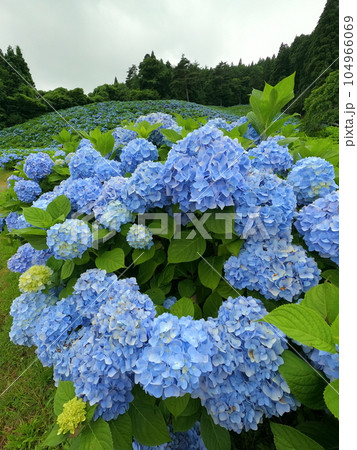 山の斜面のあじさい畑 山の斜面のあじさい畑 104966069
