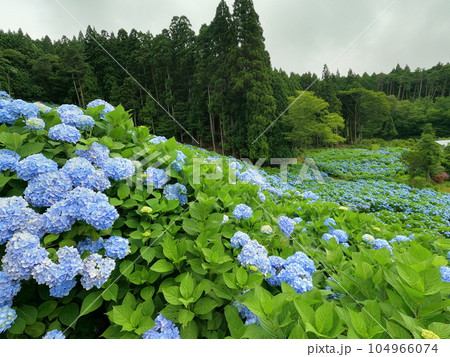 山の斜面のあじさい畑 104966074