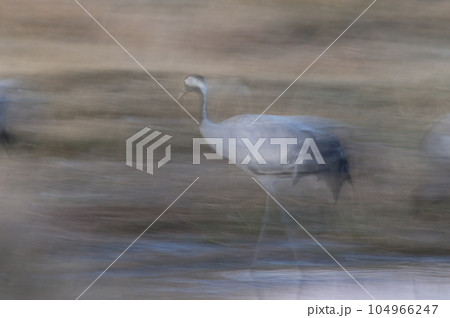 Common crane walking. 104966247