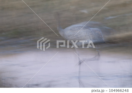 Juvenile common crane walking. 104966248