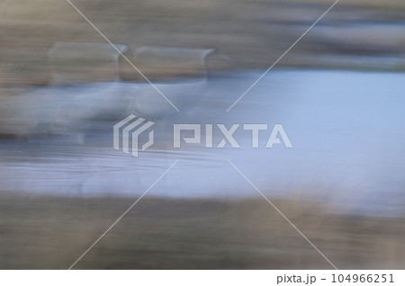 Common cranes walking in a lagoon. 104966251