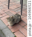A fluffy cat is laying down on the ground 104966521
