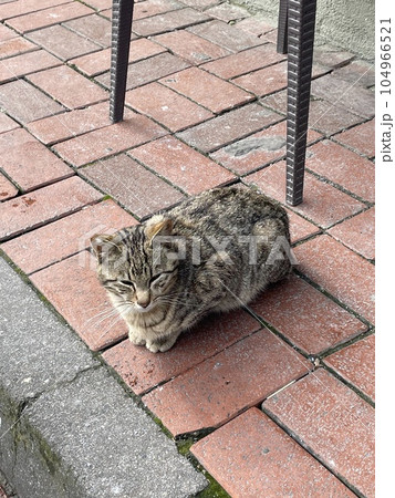 A fluffy cat is laying down on the ground 104966521