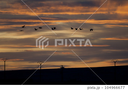 Common cranes in flight at dawn. Common cranes in flight at dawn. 104966677