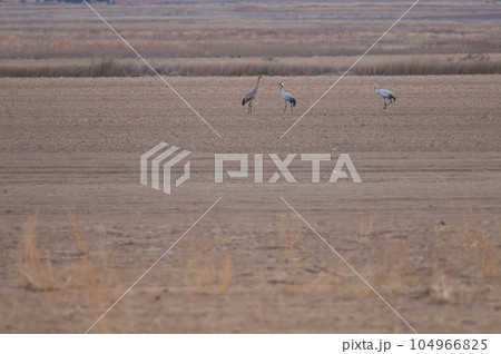 Common cranes. 104966825
