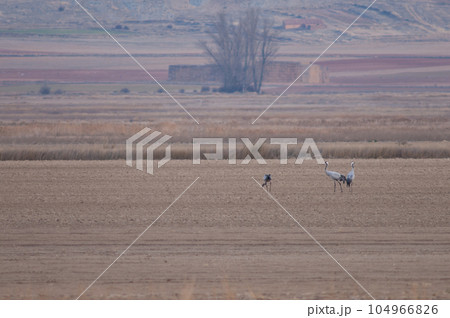 Common cranes. 104966826