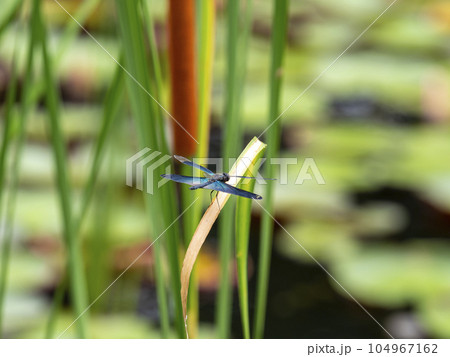水辺の草にとまるチョウトンボ 水辺の草にとまるチョウトンボ 104967162