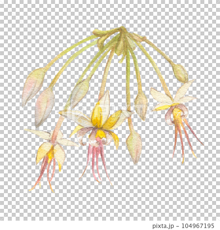 Watercolor illustration of cocoa tree flowers. Isolated hand drawn illustration. Suitable for packaging design, menu 104967195